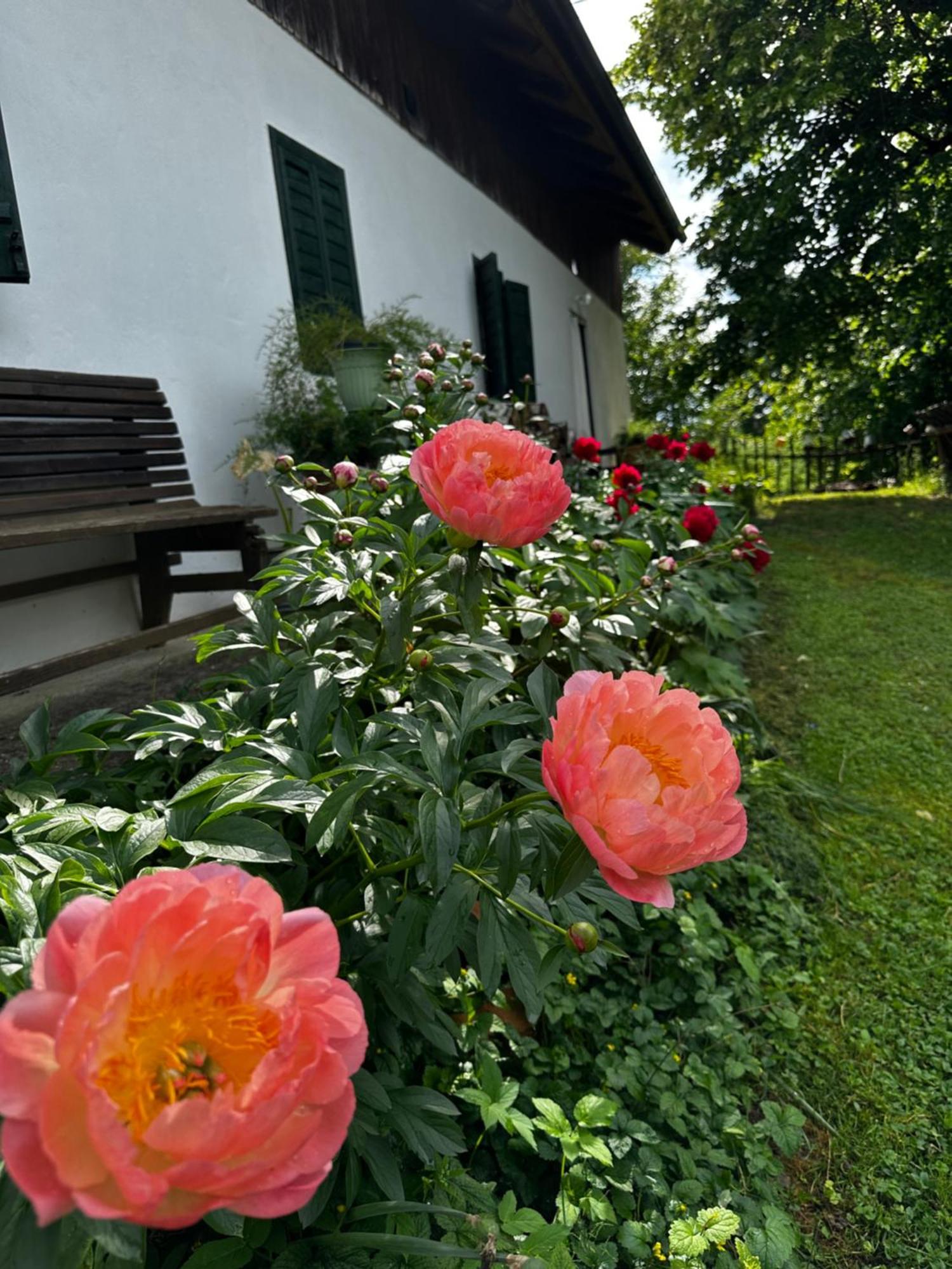 Estate Ana Ptuj Exterior foto